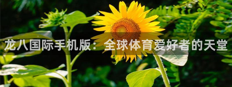 jdb电子集团总部：龙八国际手机版：全球体育爱好者的天堂